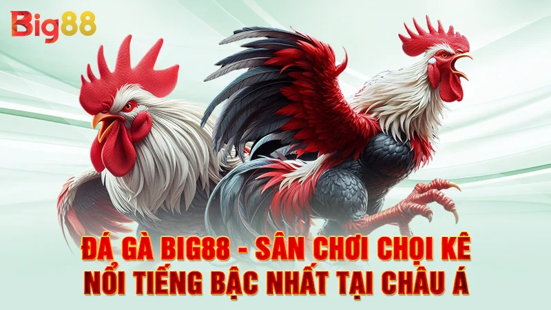 Đá gà BIG88 - Sân chơi chọi kê nổi tiếng bậc nhất Châu Á
